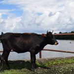 Georgia cow on bridge in poti