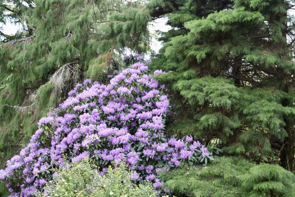 Batumi botanical gardens